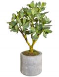 Kunstpflanze Crassula, im Zementtopf mit Moos, Hhe 45 cm