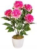Kunstpflanze Peonie, im Keramiktopf, Hhe 50 cm, pink