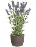 Kunstpflanze Lavendel, im Keramiktopf, Hhe 37 cm, lila