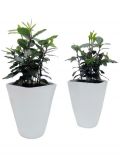Zimmerpflanze Gewrzlorbeer, Hhe: 15 cm, 2 Pflanzen in Dekotpfen