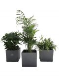 Zimmerpflanze Palmen-Set, Hhe: 15 cm, 3 Pflanzen in Dekotpfen