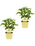 Zimmerpflanze Kaffee-Pflanzen, Hhe: 15 cm, 2 Pflanzen