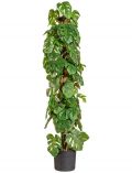 Kunstpflanze Split-Philodendron, im Kunststofftopf, H: 90 cm