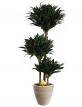 Zimmerpflanze Drachenbaum Compacta, 50 cm