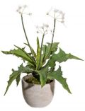 Kunstpflanze Pusteblumenbusch, im Zementtopf, Hhe 40 cm, wei