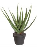 Kunstpflanze Sukkulente Aloe, im Kunststofftopf, H: 65 cm