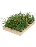 Kunstpflanze Sukkulenten-Arrangement, im Holzkasten, Hhe 15 cm