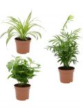 Zimmerpflanze Palmen-Set, Hhe: 15 cm, 3 Pflanzen