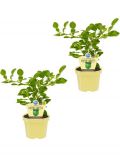 Zimmerpflanze Kaffir-Limetten, Hhe: 15 cm, 2 Pflanzen