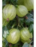 Sulenobst Grne Stachelbeere Tatjana, Hhe: 50 cm, 1 Pflanze