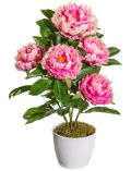 Kunstpflanze Peonie, im Keramiktopf, Hhe 45 cm, pink