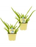Zimmerpflanze Echte Aloe Sweet, Hhe: 15 cm, 2 Pflanzen