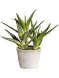 Kunstpflanze Sukkulente Aloe, im Zementtopf, Hhe 23 cm