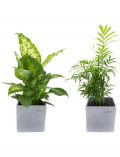 Zimmerpflanze Grnpflanzen-Set, Hhe: 30 cm, 2 Pflanzen in Dekotpfen
