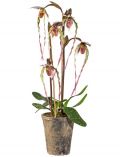Kunstpflanze Orchidee Frauenschuh, im Zementtopf, Hhe 70 cm, lila