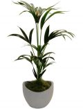 Zimmerpflanze Kentia-Palme, Hhe: 60 cm, 1 Pflanze im Dekotopf