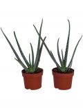 Zimmerpflanze Echte Aloe, Hhe: 15 cm, 2 Pflanzen