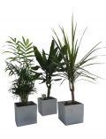 Zimmerpflanze Palmen-Set, Hhe: 30 cm, 3 Pflanzen in Dekotpfen