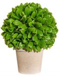 Kunstpflanze Blattbusch Kugel, im Papiertopf, Hhe 28 cm