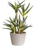 Kunstpflanze Sukkulente Aloe, im Zementtopf, Hhe 38 cm