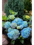 Hortensie Music Collection Blues Blue, Hhe: 30-40 cm, 1 Pflanze