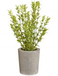 Kunstpflanze Thymian, im Zementtopf, Hhe 35 cm