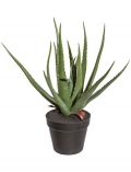 Kunstpflanze Sukkulente Aloe, im Kunststofftopf, H: 55 cm