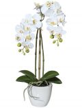 Kunstpflanze Orchidee Phalaenopsis, im Keramiktopf, Hhe 43 cm, wei