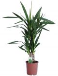 Zimmerpflanze Yucca-Palme, Hhe: 60 cm, 1 Pflanze