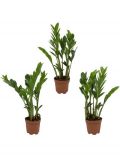 Zimmerpflanze Zamioculcas-Set, Hhe: 30 cm, 3 Pflanzen
