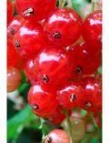 Sulenobst Rote Johannisbeere Red Poll, Hhe: 50 cm, 2 Pflanzen