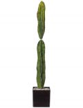 Kunstpflanze Kaktus Euphorbie, im Kunststofftopf, H: 40 cm