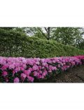Rhododendron Roseum Elegans (2 Pfl.)
