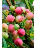 Sulenobst Heidelbeere Pink Limonade, Hhe: 50 cm, 2 Pflanzen
