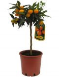 Zimmerpflanze Kumquat-Stmmchen, Hhe: 40 cm, 1 Pflanze