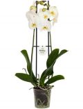Zimmerpflanze Schmetterlingsorchidee, Hhe: 30 cm, 1 Pflanze
