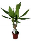 Zimmerpflanze Drazena, Hhe: 30 cm, 1 Pflanze