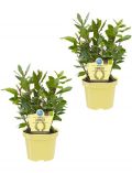 Zimmerpflanze Gewrzlorbeer, Hhe: 15 cm, 2 Pflanzen