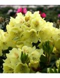 Rhododendron Goldbukett