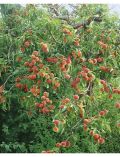 Obstbaum Pfirsich