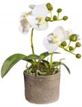 Kunstpflanze Orchidee Phalaenopsis, im Zementtopf, Hhe 26 cm, wei