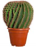 Kunstpflanze Kaktus Echino, im Kunststofftopf, xH: 28x45 cm