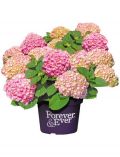 Hortensie Forever and Ever Pink, Hhe: 30-40 cm, 2 Pflanze