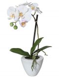Kunstpflanze Orchidee Phalaenopsis, im Keramiktopf, Hhe 36 cm, wei