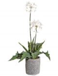 Kunstpflanze Pusteblumenbusch, im Zementtopf mit Moos, Hhe 55 cm, wei