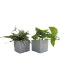 Zimmerpflanze Grnpflanzen-Set, Hhe: 15 cm, 2 Pflanzen in Dekotpfen