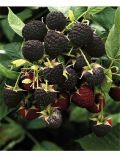 Obst Himbeere Black Jewel