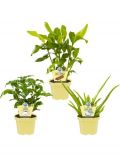 Zimmerpflanze Grnpflanzen-Set, Hhe: 15 cm, 3 Pflanzen