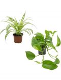 Zimmerpflanze Grnpflanzen-Set, Hhe: 30 cm, 2 Pflanzen