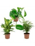 Zimmerpflanze Grnpflanzen-Set, Hhe: 30 cm, 3 Pflanzen